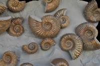 Banc d'Ammonites